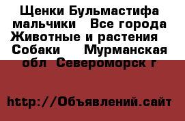 Щенки Бульмастифа мальчики - Все города Животные и растения » Собаки   . Мурманская обл.,Североморск г.